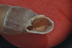 Laciniaria plicata