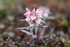 Pedicularis hirsuta