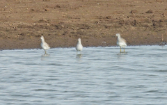 Charadriiformes