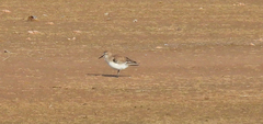Charadriiformes