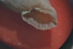 Laciniaria plicata