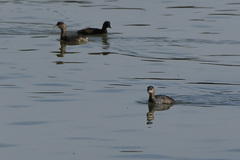 Tachybaptus ruficollis capensis