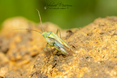 Closterotomus norwegicus