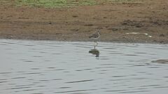 Charadriiformes