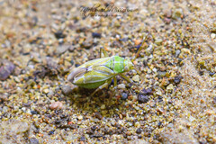 Closterotomus norwegicus