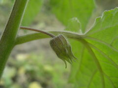 Physalis peruviana