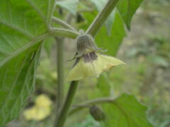 Physalis peruviana