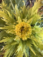 Sanicula arctopoides