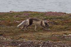 Vulpes lagopus
