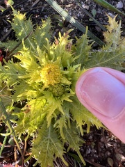 Sanicula arctopoides