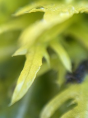 Sanicula arctopoides