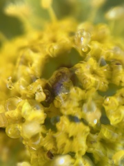 Sanicula arctopoides