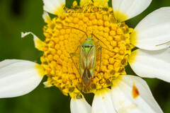 Closterotomus norwegicus