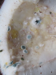 Penicillium digitatum