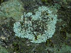 Physcia halei