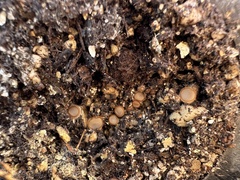 Humaria hemisphaerica