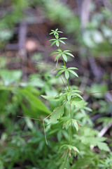 Galium triflorum