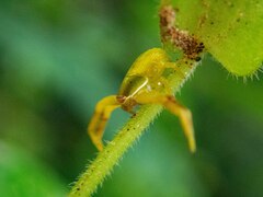 Misumenoides
