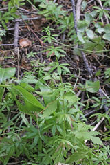 Galium triflorum