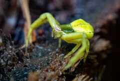 Misumenoides