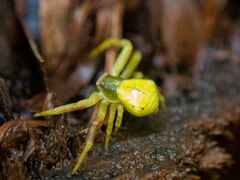 Misumenoides