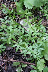 Galium triflorum