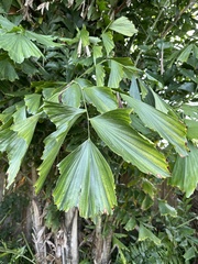 Caryota