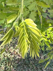 Calliandra haematocephala