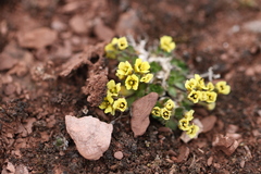 Draba oxycarpa