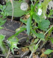 Viola kitaibeliana