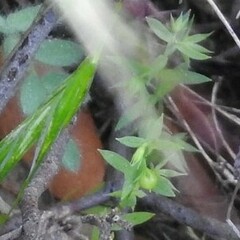 Lysimachia linum-stellatum