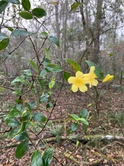 Gelsemium sempervirens