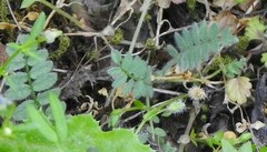 Ornithopus compressus