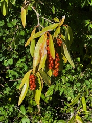 Citharexylum