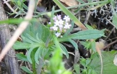 Centranthus calcitrapae
