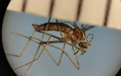 Lestremia