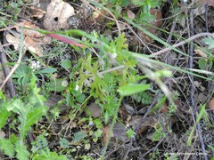 Viola kitaibeliana
