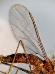 Lestremia