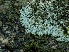 Physcia halei