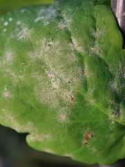 Erysiphe macleayae