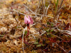 Vaccinium microcarpum