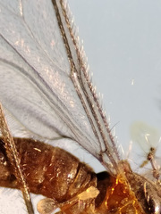 Lestremia