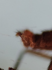 Lestremia