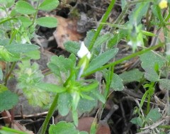 Viola kitaibeliana