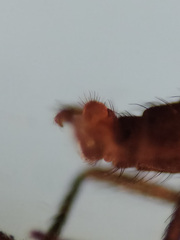 Lestremia