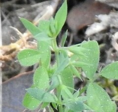 Lysimachia linum-stellatum