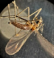Lestremia