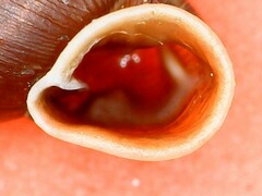 Clausilia rugosa parvula