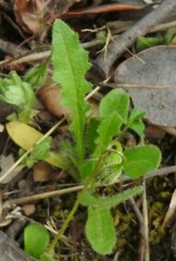 Leontodon longirostris