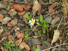 Leontodon longirostris